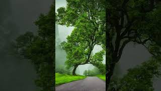 The Serenity of Verdant Forests #GreenCanopy #TreeHaven