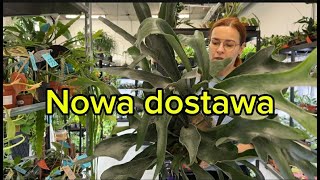 Hoya madness in full swing! Delivery and new plant products 🌿