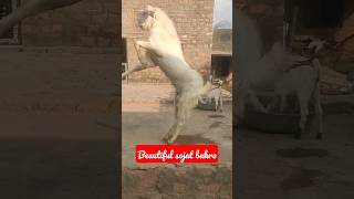 Beautiful sojat goat | sojat bakra | @Animals Tales #bakra #goat #bakramandi #bakraeidspecial