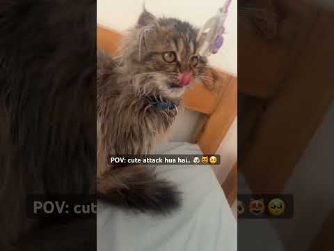 Har roz aisi vibe chahiye.. 🙂‍↔️🙂‍↕️😻 #petlover #cuddly #skyisreal #cyuddlytails #cutealert