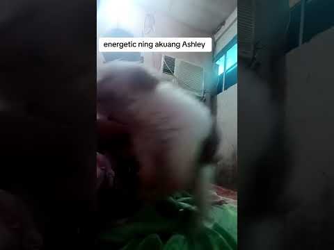 ISANG ASUNG TUTA NA MAKULIT