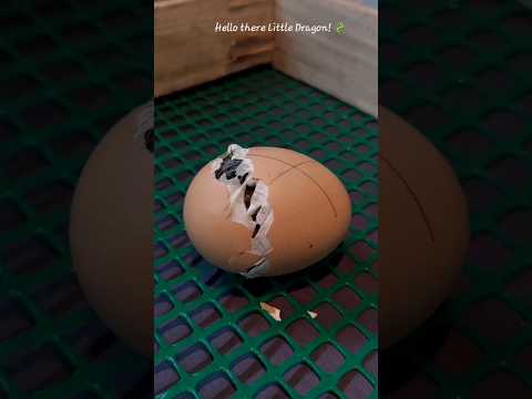 A tiny world awakens. 🐣 #egghatching #hatching #chickenfarming #youtubeshorts