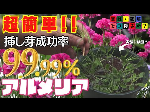 実践・栽培・どうなるの？【超簡単!!】挿し芽成功率99.99％　挿して挿して挿しまくり！ボーダーガーデンにどうぞ!!【挿し木・挿し芽】育て方!!【アルメリア・アルマダ】