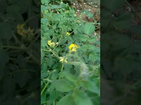 காய்கறி உரத்தில் வளர்த்த தக்காளி | tomato harvest using bio wastage