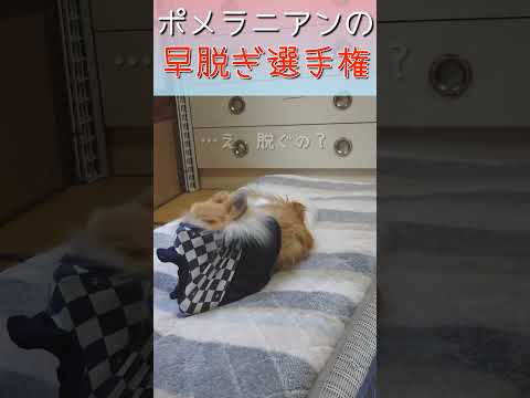 #98 ポメラニアンの早脱ぎ選手権【ポメラニアン(ショート動画)】 #ポメラニアン