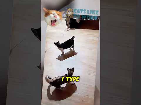 Why My Cats Are Secretly the World’s Funniest Chaos Machines! | Cats Like To Work #catvideos #cat