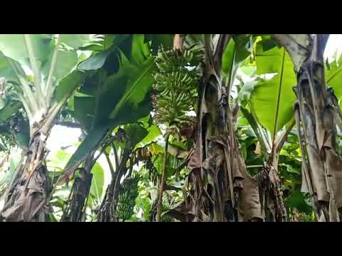 SPNF BANANA NATURAL FARMING , 100% ORGANIC