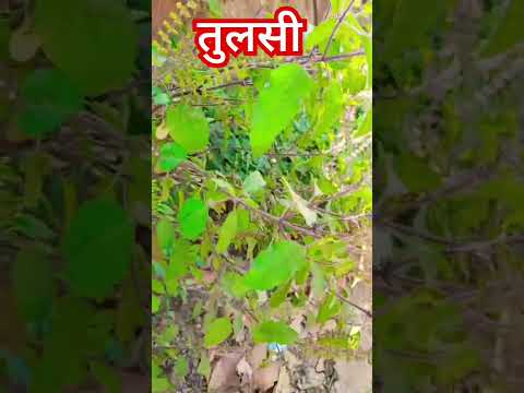 तुलसी #motivation #katha #motivational #shortfeed #shortvideo #shortsfeed #foryou #tulsi #gyan #upay