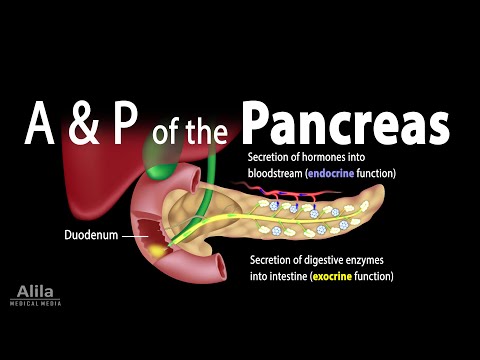 Anatomy and Physiology of the Pancreas, Animation