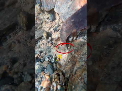 Another bit of gold 🎥  #goldpanning  #goldsniping#goldprospector