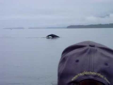 Havana in Alaska Whale Watching Sasha Dives