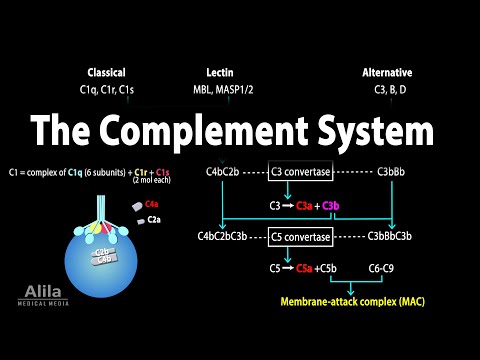 The Complement System, Animation