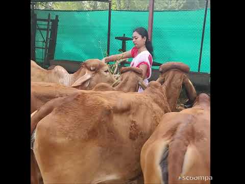 #Organic_GirCow_DairyFarm#Pune_Maharashtra#DasgorasBreeders#Pure_Organic_A2Milkand Ghee#GirCowmilk#