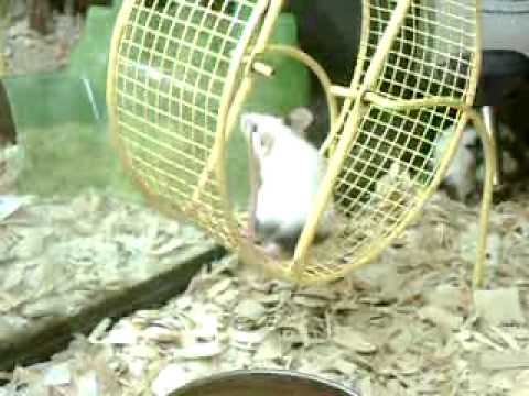 Mouse in Wheel at PetSmart 6/22/11