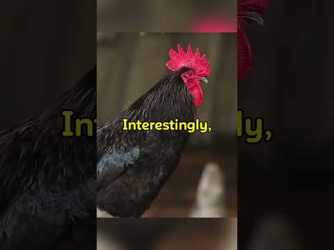 Chickens have amazing memories | Strange facts you never knew P.68 | Alpha Learn #shorts