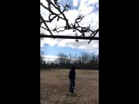 The best sport for dogs