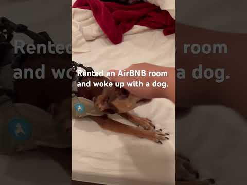 #airbnb room surprise 😲