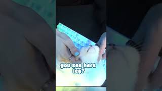 Senz' New KITTEN Is So CUTE! #vtuber #vtuberclips #cute