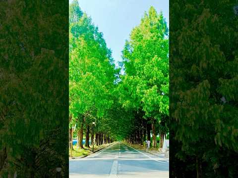 メタセコイア並木道 滋賀県高島市マキノ町マキノ高原 2025年 6月30日 深緑の夏初夏