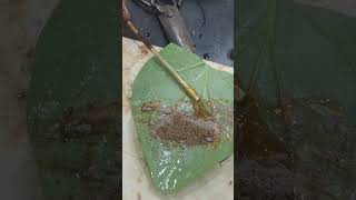 Making Meetha Paan | Indian Betel Leaf Paan Making | Paan  Lover Meetha pan in Tolichowki #trending