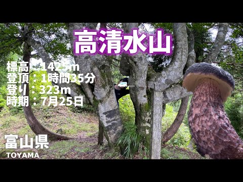 【富山県登山】高清水山に高級キノコのムラサキヤマドリタケモドキ！石川県白山への道筋①登頂に向けトレーニング！[Toyama Prefecture Climbing] Mt. Takashimizu