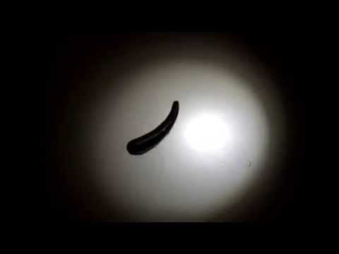 Big Leech