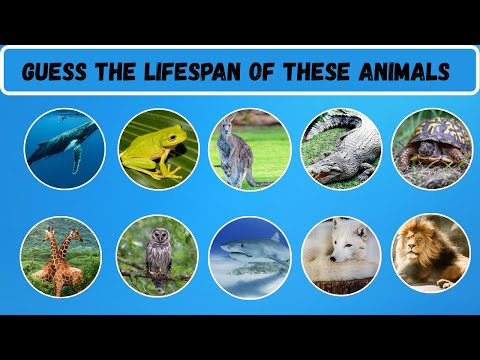 What's the REAL Lifespan of Your Favorite animal?