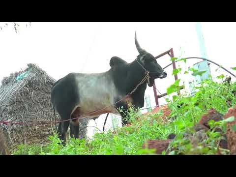 Exploring the Enthralling Lifestyle of South Indian Jallikattu Bulls | India Travel Tales