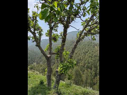 Badu Pako Bara Masa 🍑🍊 #uttrakhandfruit #uttarakhand #uttrakhandlover