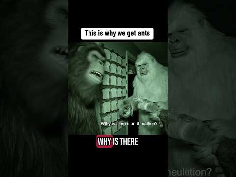 This is why we get ants bro #bigfootvlog