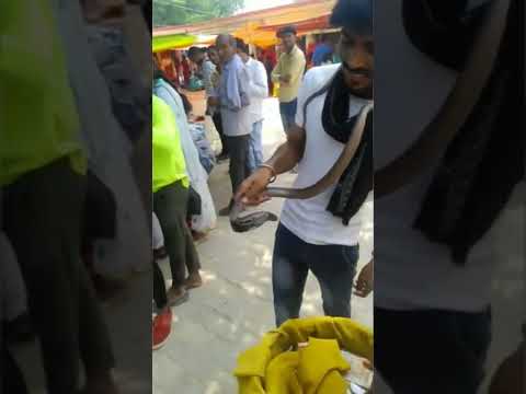 # new #youtubeshort #🐍🐍🐍#short #bhole ke bhakt