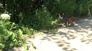 🌲🐱 Nature’s tiniest adventurer Watch this tabby cat hike like a pro! 🏕️