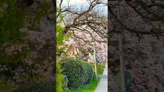 Spring Vibes in Sweden 🌸 | Colorful Blooms & Peaceful Nature