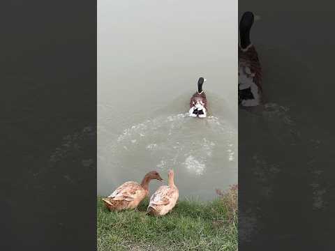 বুনো হাসের দল #duck #viralreels #viralcontent #btv #animallover #busylifeeasyvlog #villagelife