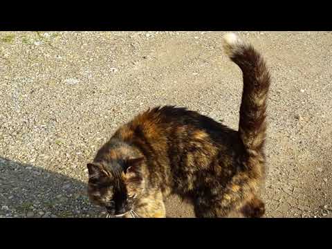 A friendly cat