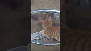 😼👯‍♀️ #viral #funny #trending #explore #laughloop #lol #animals #cat