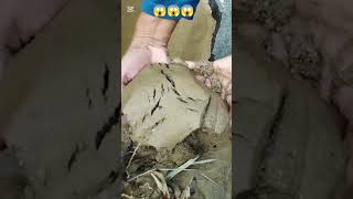 #mining #gold #goldbusiness #satisfying #goldindustry #unfrez #and #love #goldmining 😱😱😱😱😱😱😱