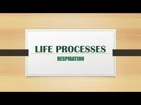 Lifeprocesses(class10bio)respiration,humanrespiratory systemselfmadenotes,activity6.4,6.5,fullncert,