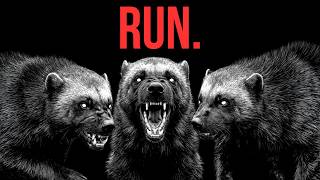 Why Every Predator On Earth Is Terrified Of Wolverines