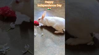 #shortreels #shortvideo #song #short #youtubeshorts #orginalcontent #rabbit #reels #music #shorts