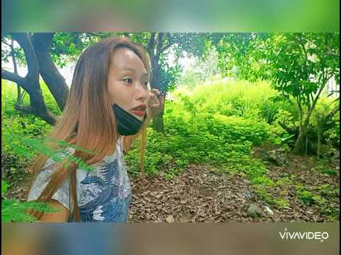 second day sa bugnay farm di pa pwede harvest hilaw pa...😊