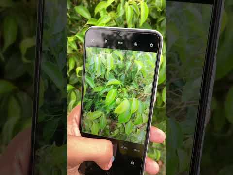 vivo y 21 camera test