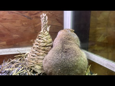 自由気ままなリチャードソンジリス達（熱帯倶楽部　東川口本店）