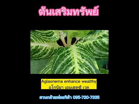 อโกนีมา (ต้นเสริมทรัพย์) Aglaonema enhance wealth