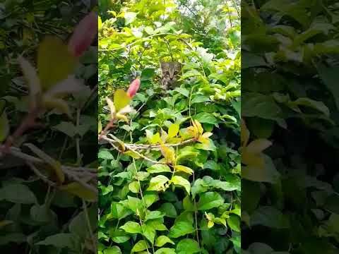 Kutti Puli plays hide & seek | எங்க ஒளிஞ்சு இருக்கான் பாருங்க #kittens #pets