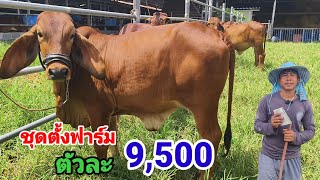 Oct. 8, 2015. A set of young cows for people with little capital. 9500 baht each. Free shipping.