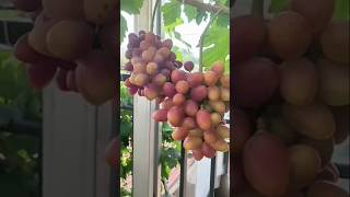 Fresh testy juicy grapes #shots #fruitsfarm #newviralvideo #fruitprocessing #newvideo
