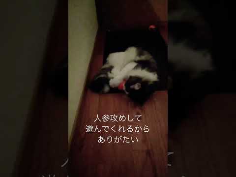 姉に遊んでもらうリキ#ノルウェージャンフォレストキャット #猫と遊ぶ #かわいい猫