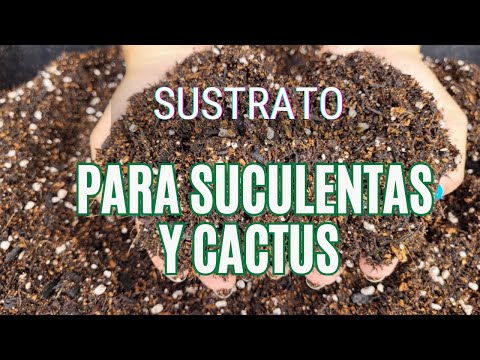 Cómo Preparar Sustrato PERFECTO para Suculentas y Cactus Guía Paso a Paso