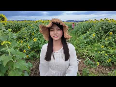 どしゃ降りのあとにひまわり畑に行ってみたら